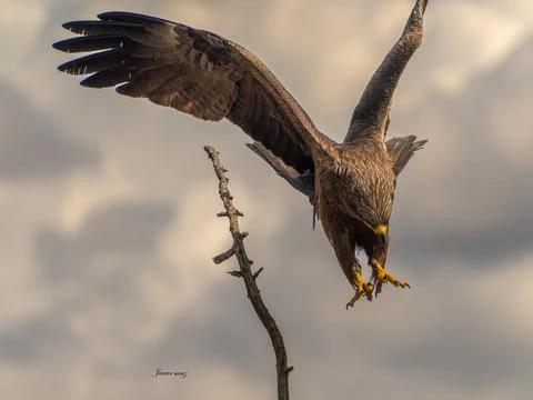 Black kite Stock Photos
