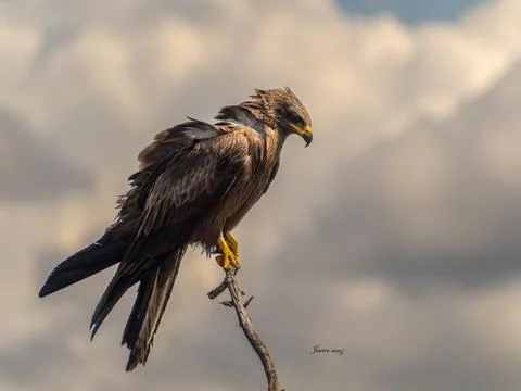 Black kite Stock Photos