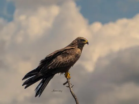 Black kite Stock Photos