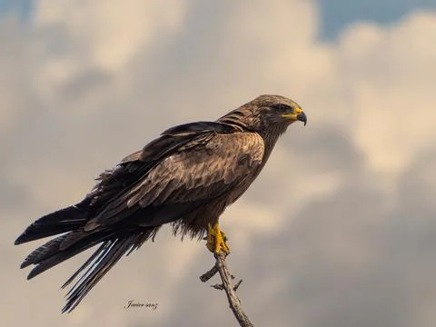 Black kite Stock Photos