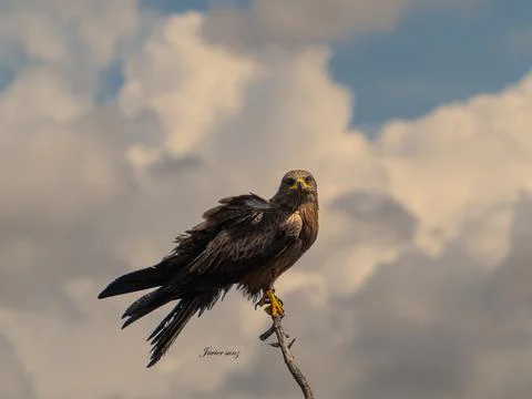 Black kite Stock Photos