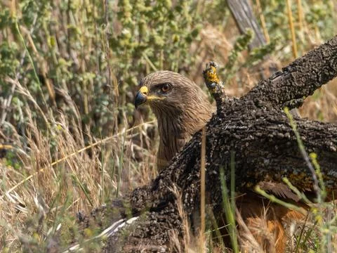 Black kite Stock Photos