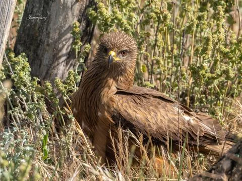 Black kite Stock Photos