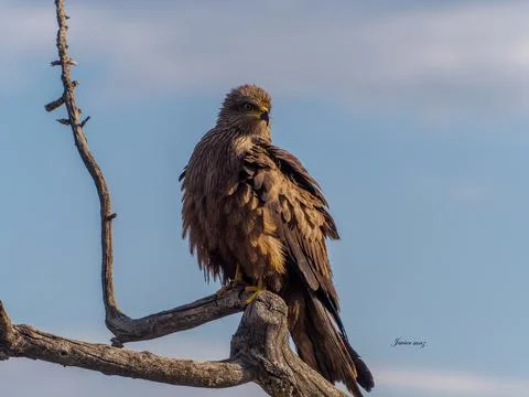 Black kite Stock Photos