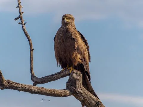 Black kite Stock Photos