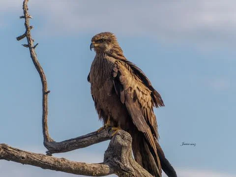Black kite Stock Photos