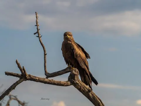 Black kite Stock Photos