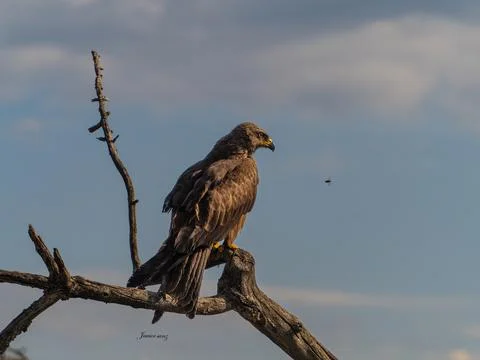 Black kite Stock Photos