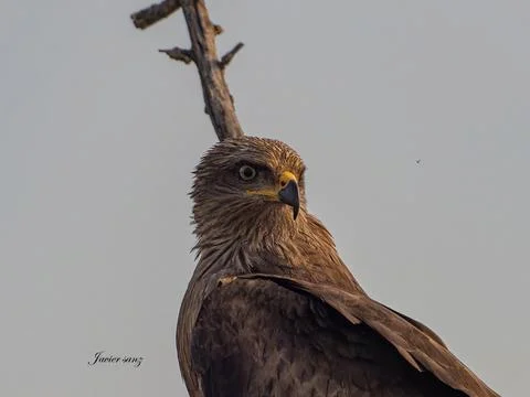Black kite Stock Photos