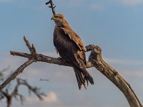 Black kite Stock Photos