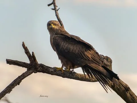 Black kite Stock Photos