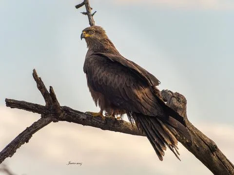 Black kite Stock Photos