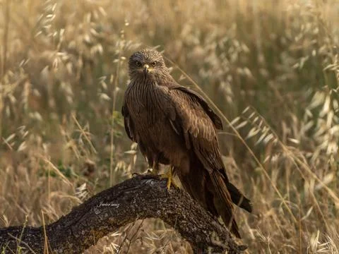 Black kite Stock Photos