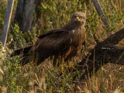 Black kite Stock Photos