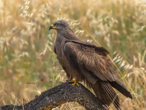 Black kite Stock Photos