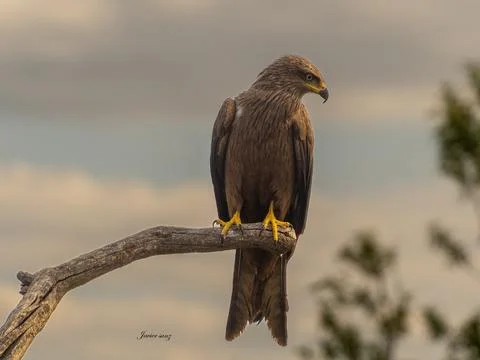 Black kite Stock Photos