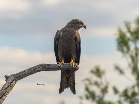 Black kite Stock Photos