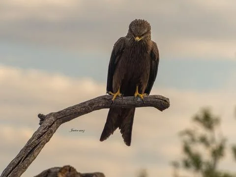 Black kite Stock Photos