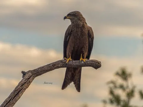 Black kite Stock Photos
