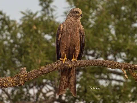 Black kite Stock Photos