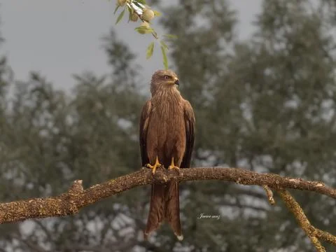 Black kite Stock Photos