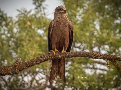 Black kite Stock Photos