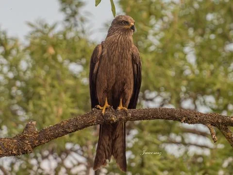 Black kite Stock Photos