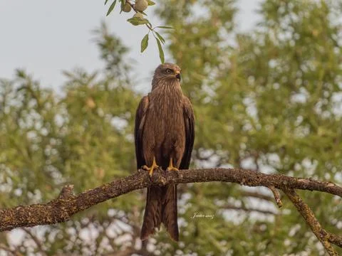 Black kite Stock Photos