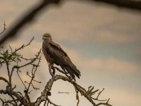 Black kite Stock Photos