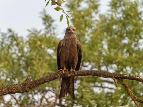 Black kite Stock Photos