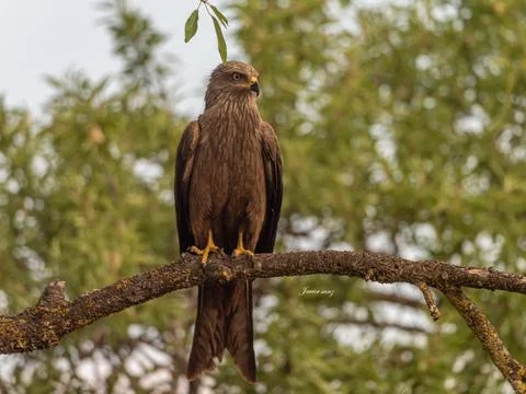 Black kite Stock Photos