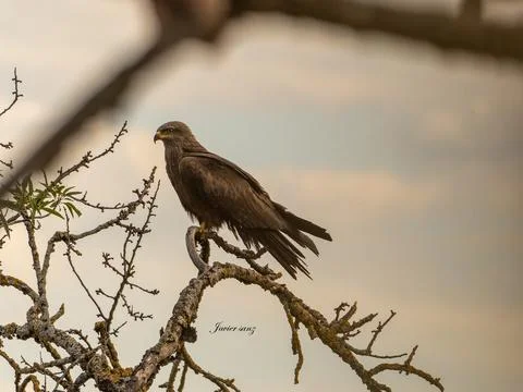 Black kite Stock Photos