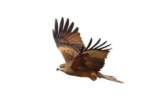 Black kite Stock Photos