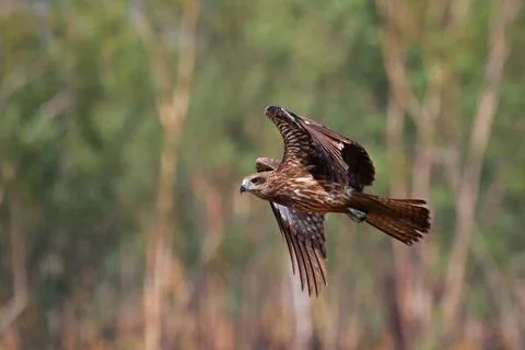 Black kite Stock Photos