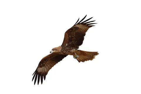 Black kite Foto stock