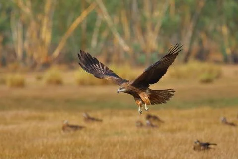 Black kite Foto stock