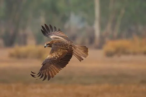 Black kite Stock Photos