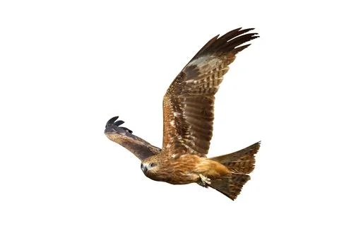 Black kite Foto stock