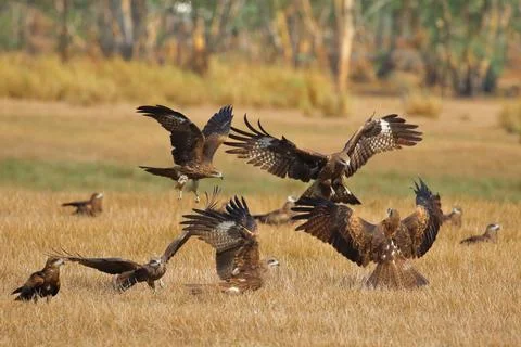 Black Kite Stock Photos
