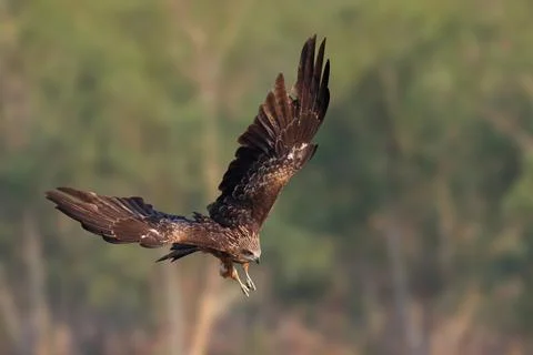 Black kite Foto stock