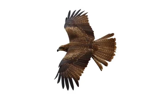 Black kite Stock Photos