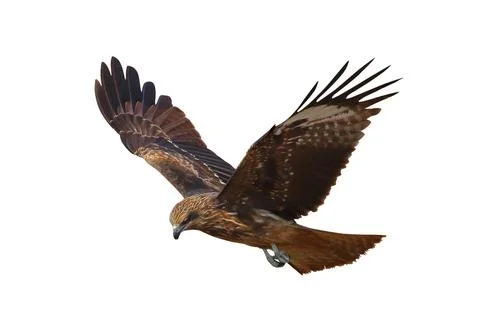 Black kite Stock Photos