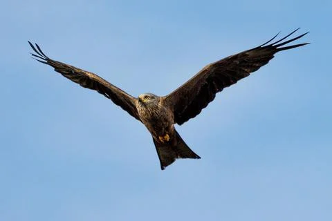 Black kite Stock Photos