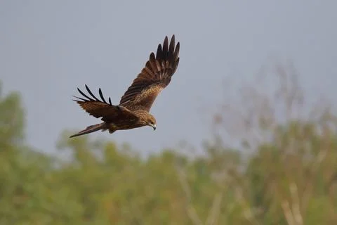 Black kite Stock Photos