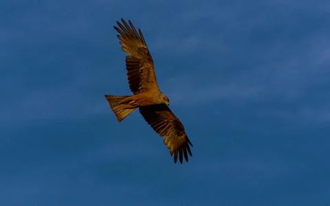 Black kite planning. 写真素材