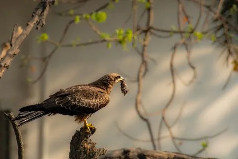 Black-kite-a-raptor-medium-sized-bitrdof-prey 库存照片
