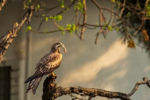 Black kite raptor on the tree Stock Photos