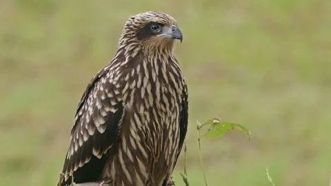 Black Kite Resting an Preening on the Ground. Stock Footage 201606069