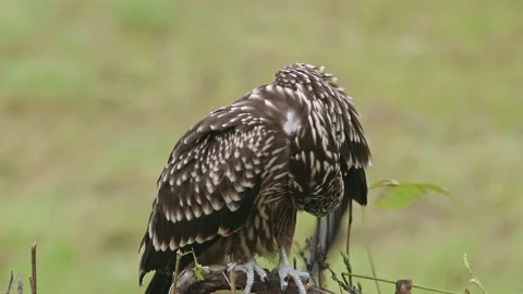 Black Kite Resting an Preening on the Ground. Stock-Footage 201606128