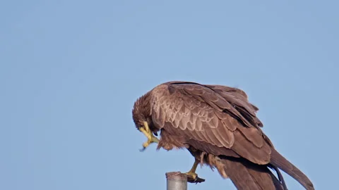 Black Kite Scratching Body While Sitting on Perch Outdoors Vídeo Stock 331083397
